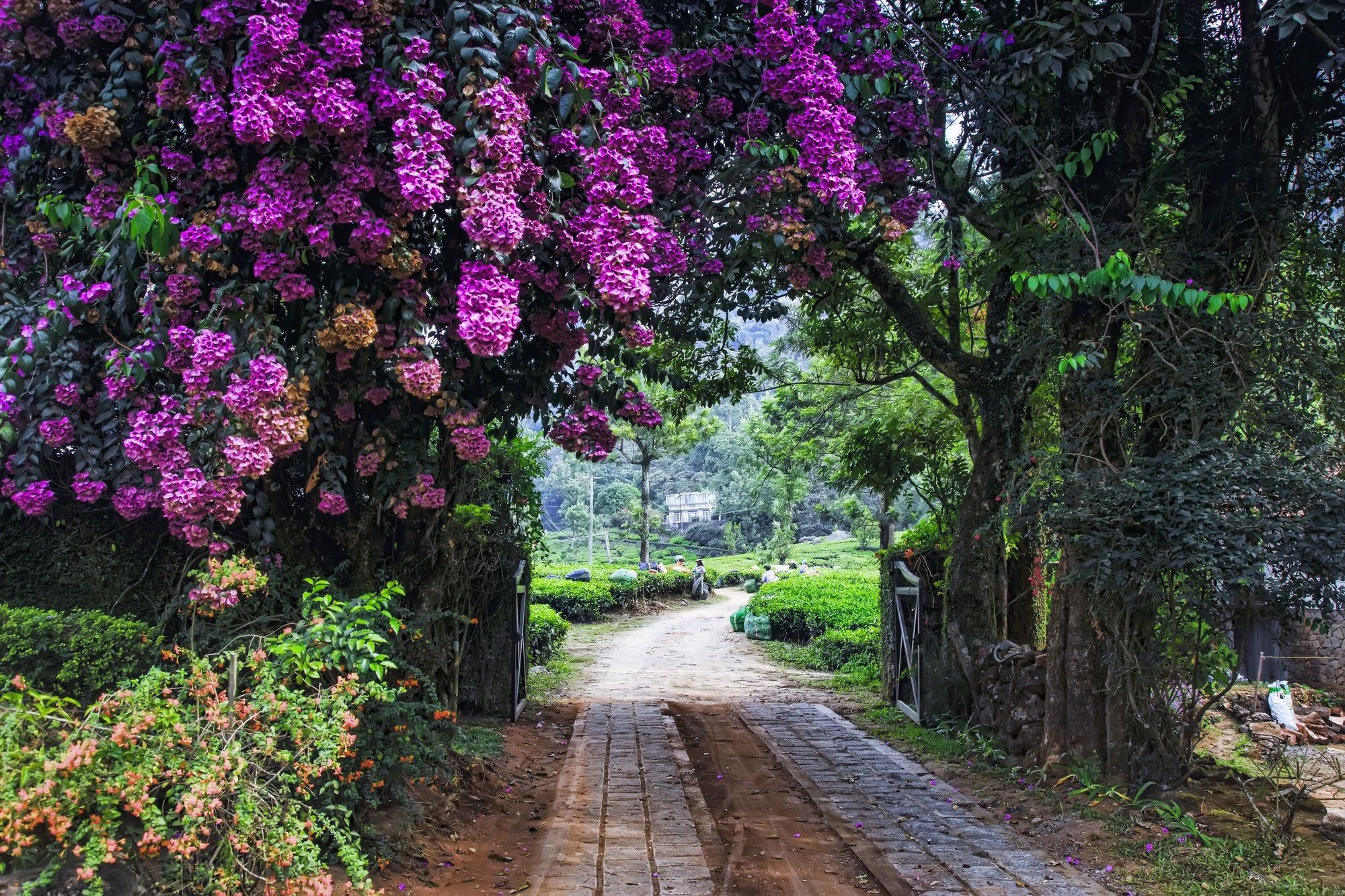Windermere Estate Munnar Dış mekan fotoğraf